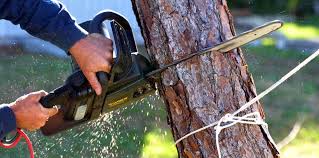 How Our Tree Care Process Works  in  Walker Mill, MD